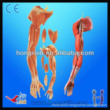 ISO Anatomical Model of Upper Limb Muscles